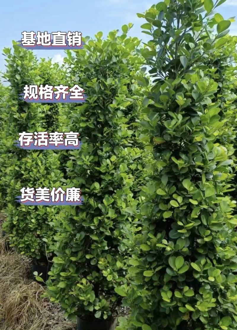 广东肇庆火山榕景观榕树大量供应规格齐全存活率高可视频看货