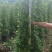 广东肇庆火山榕景观榕树大量供应规格齐全存活率高可视频看货