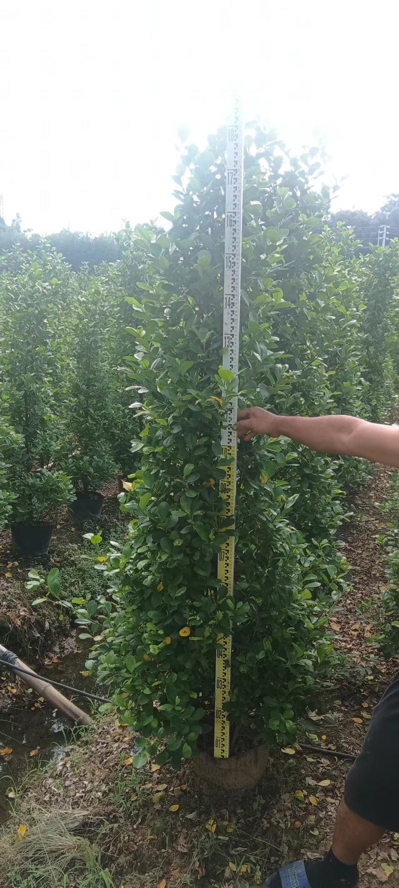 广东肇庆火山榕景观榕树大量供应规格齐全存活率高可视频看货