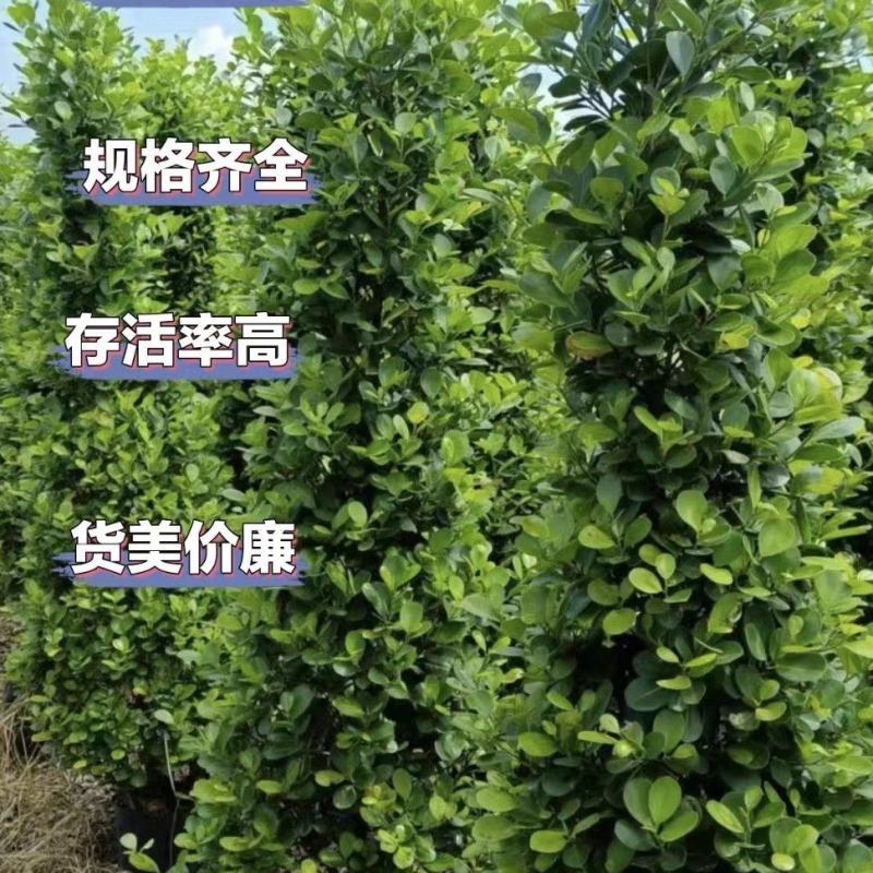肇庆市景观榕树火山榕树种植基地大量供应规格齐全物美价廉