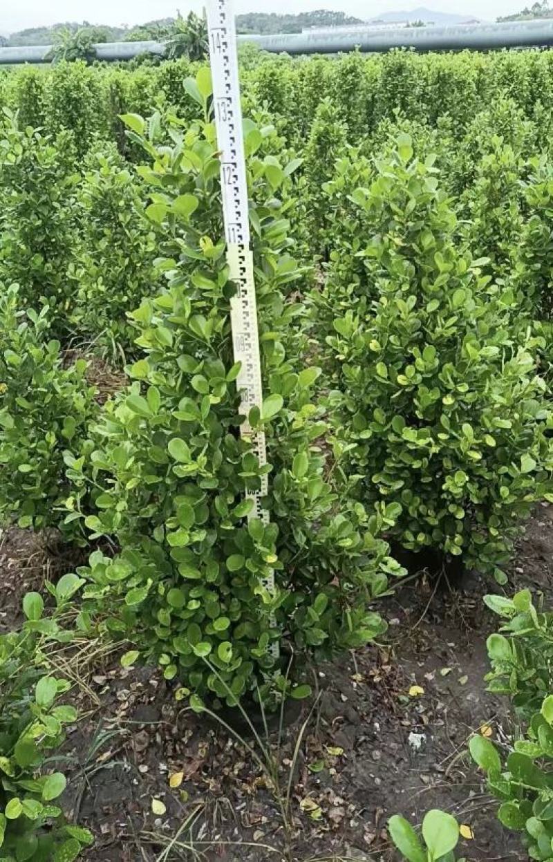 肇庆市景观榕树火山榕树种植基地大量供应规格齐全物美价廉
