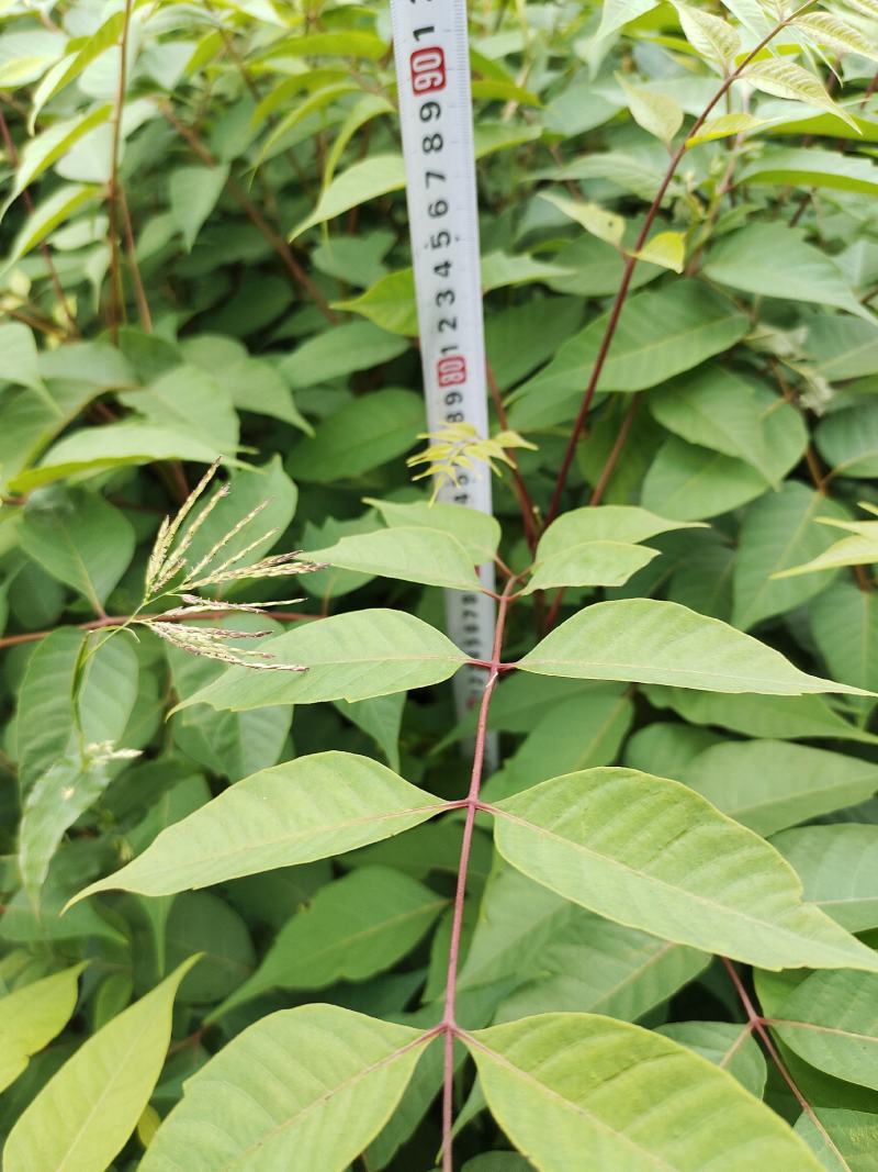 湖北利川高山漆树苗，存活率可以达到百分之95根系发达