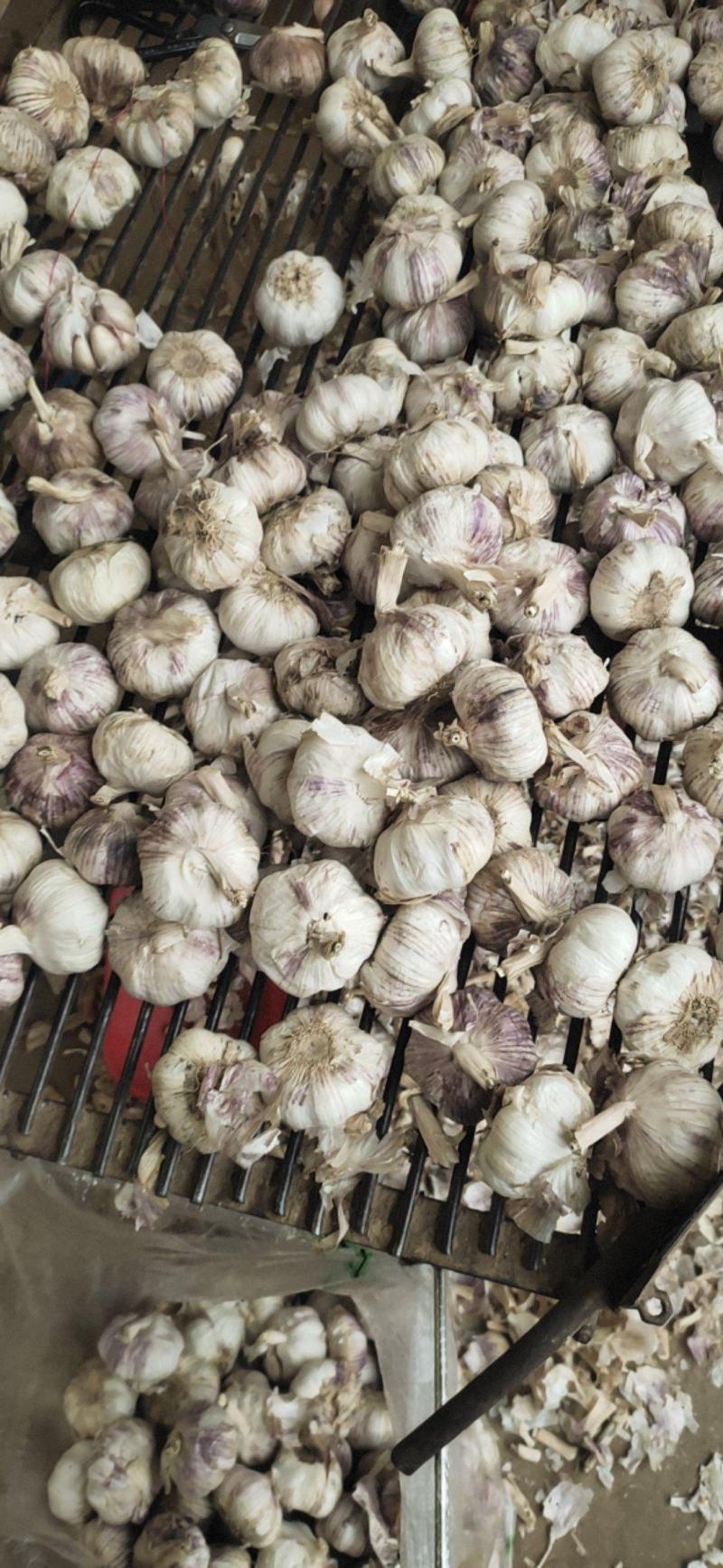 山东大蒜价格大蒜产地批发，精品大蒜价格便宜