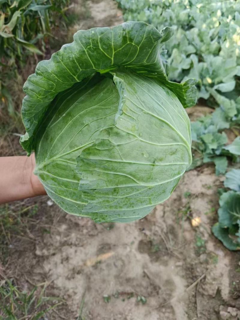 包菜京丰墨玉扁包菜圆包菜市场加工厂