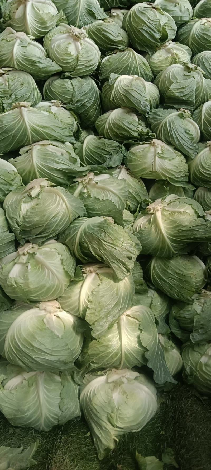 包菜京丰墨玉扁包菜圆包菜市场加工厂