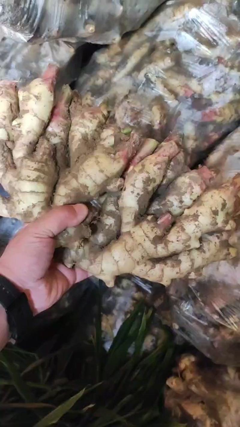 山东日照莒县红芽鲜姜大量上市保质保量坏烂包赔产地直发