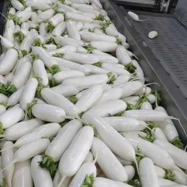 遂宁精品白萝卜长萝卜象牙白大量出货