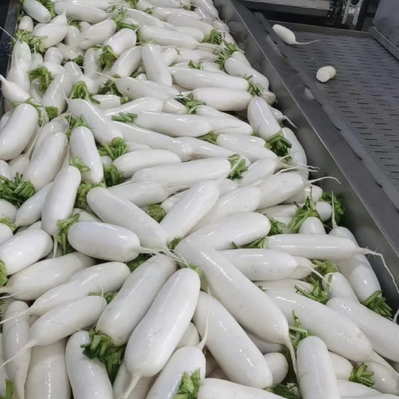 遂宁精品白萝卜长萝卜象牙白大量出货
