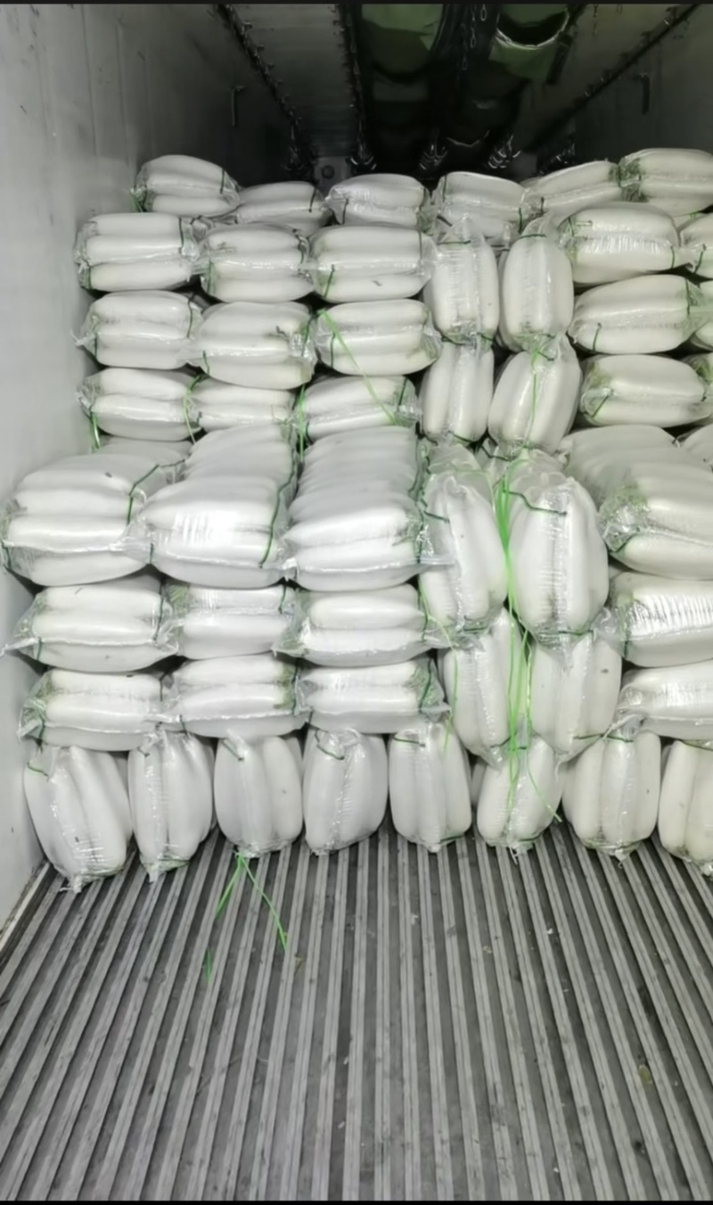 遂宁精品白萝卜长萝卜象牙白大量出货