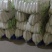遂宁精品白萝卜长萝卜象牙白大量出货