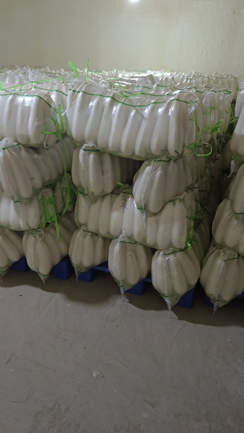遂宁精品白萝卜长萝卜象牙白大量出货