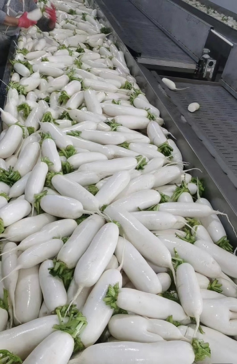 遂宁精品白萝卜长萝卜象牙白大量出货
