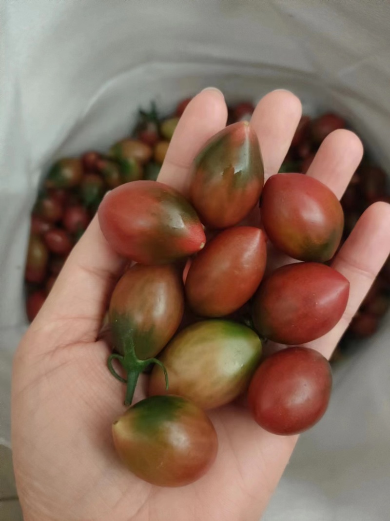 子弹头小番茄圣女果基地直发
