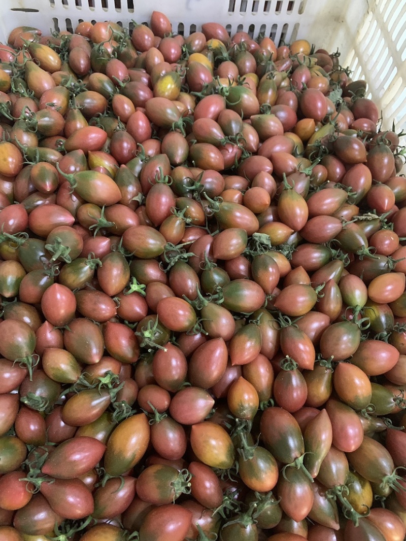 子弹头小番茄圣女果基地直发