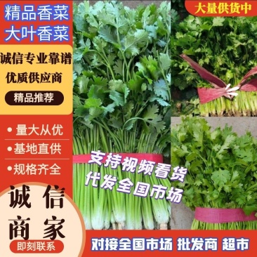 高品质香菜，铁杆青香菜山东禹城基地规格齐全货源稳定