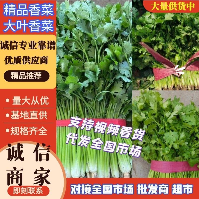 高品质香菜，铁杆青香菜山东禹城基地规格齐全货源稳定