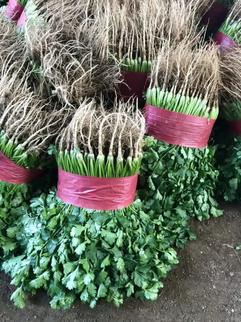 山东香菜大叶香菜产地直发品质保证长期供应量大从优