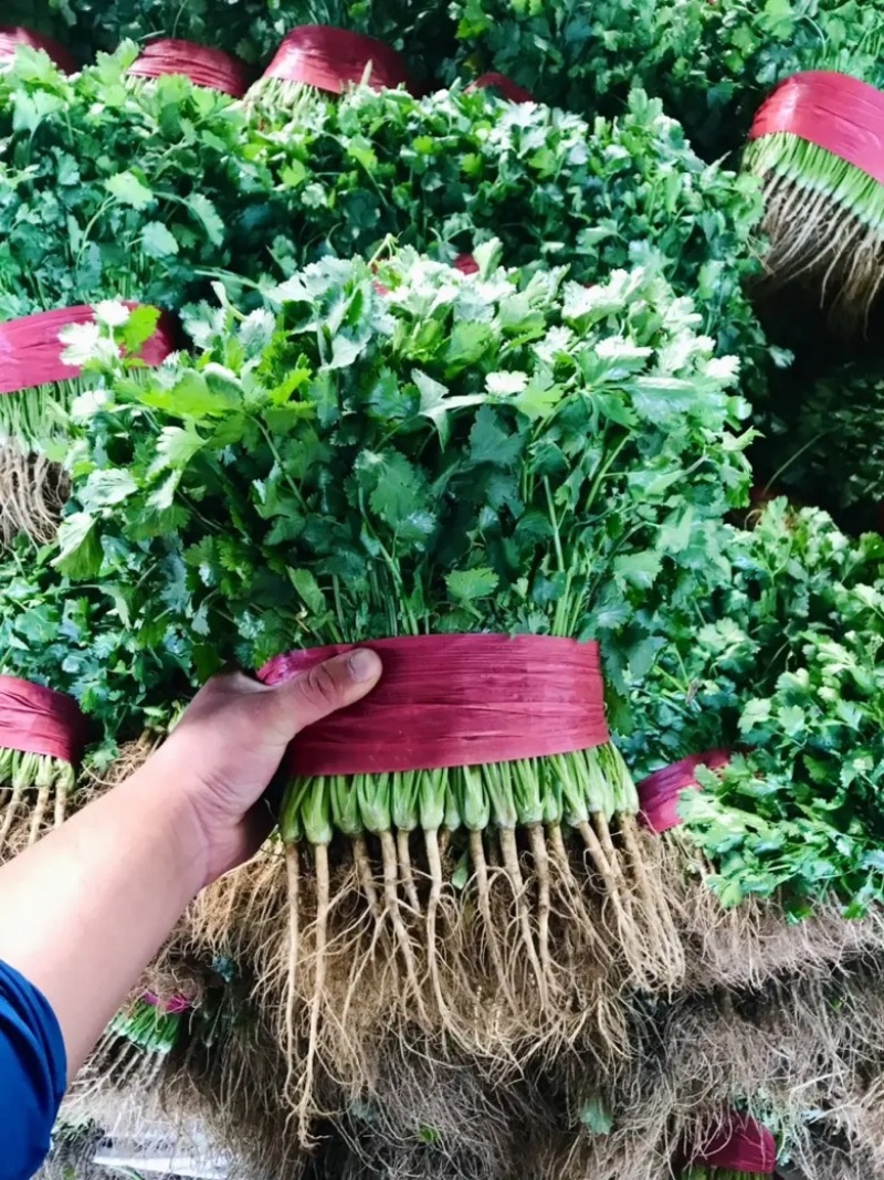 山东香菜大叶香菜产地直发品质保证长期供应量大从优
