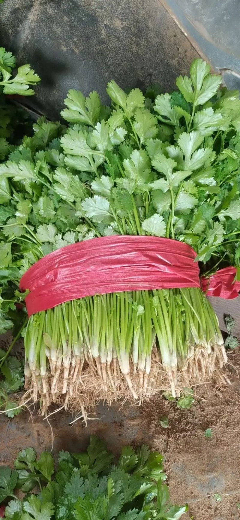 山东香菜大叶香菜产地直发品质保证长期供应量大从优