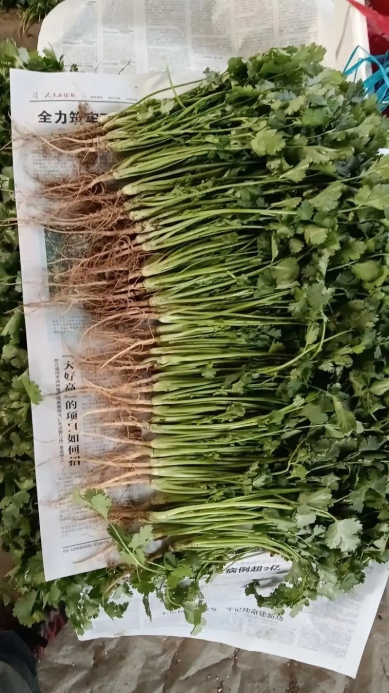 山东香菜大叶香菜产地直发品质保证长期供应量大从优