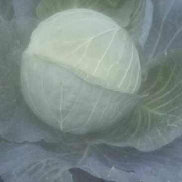 圆包菜