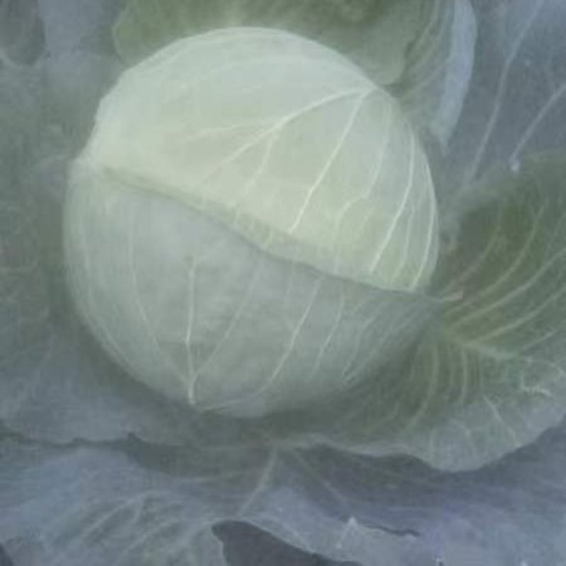 圆包菜
