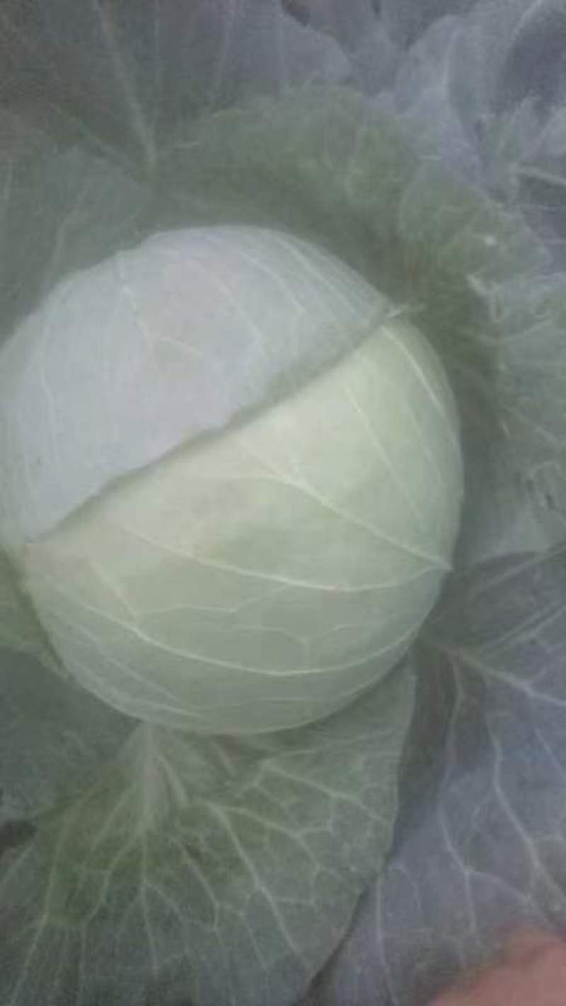 圆包菜