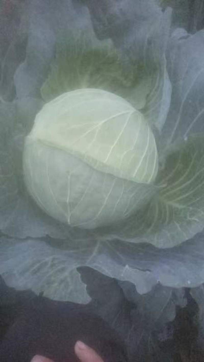 圆包菜