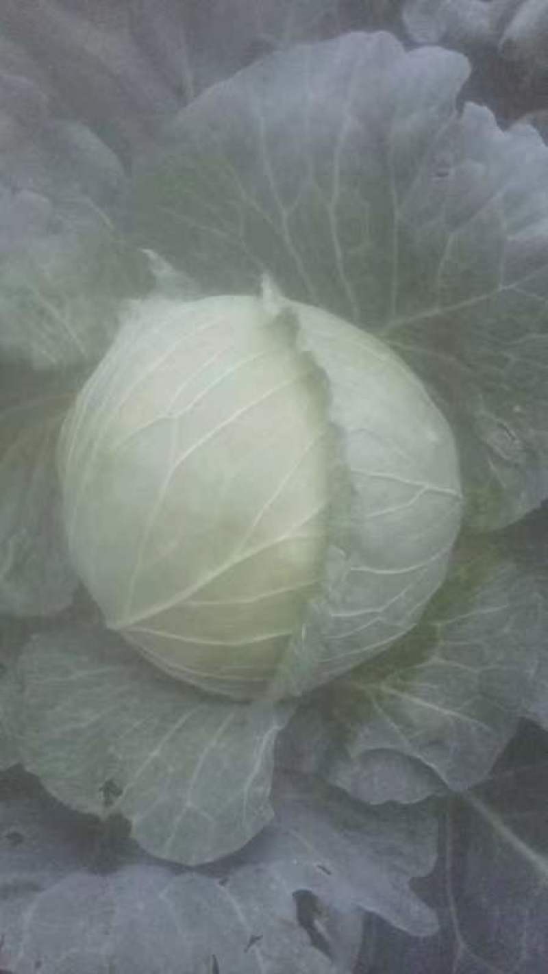 圆包菜