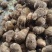 【优选】新鲜芋头软糯香甜芋头8520产地直发欢迎订购