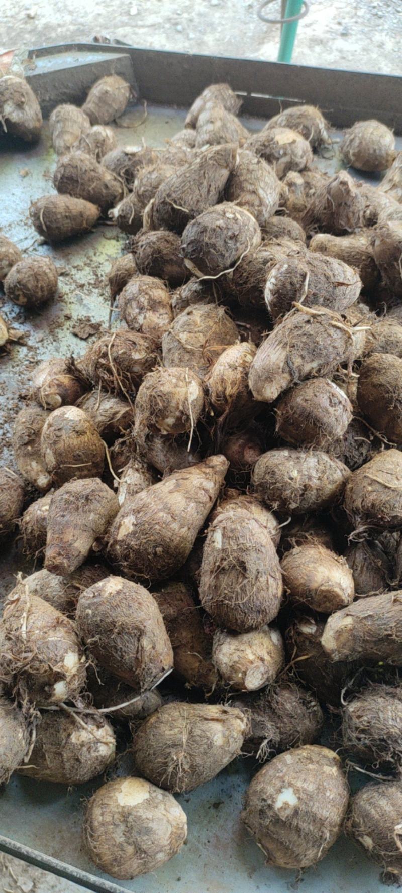 【优选】新鲜芋头软糯香甜芋头8520产地直发欢迎订购