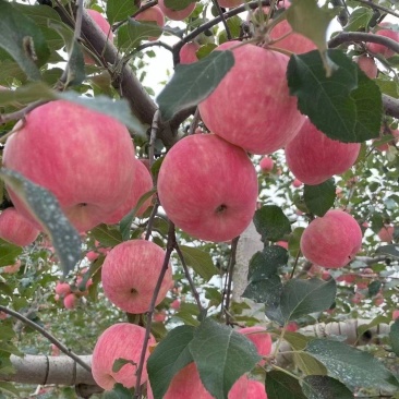 山西万荣红星苹果汁多甜度高多年代办尽量大家放心采购