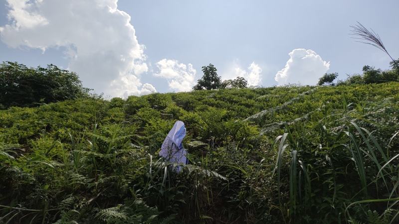 魔芋种子基地直供，全程技术指导