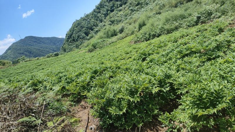 魔芋种子基地直供，全程技术指导