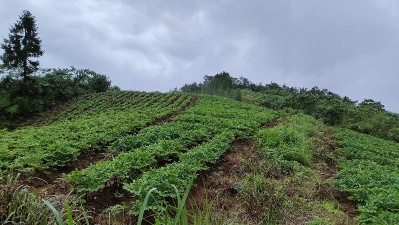 魔芋种子基地直供，全程技术指导