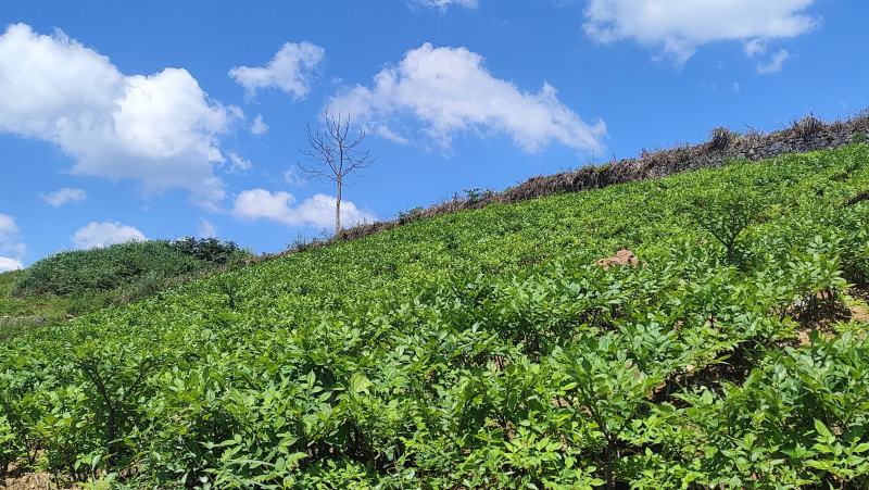 魔芋种子基地直供，全程技术指导