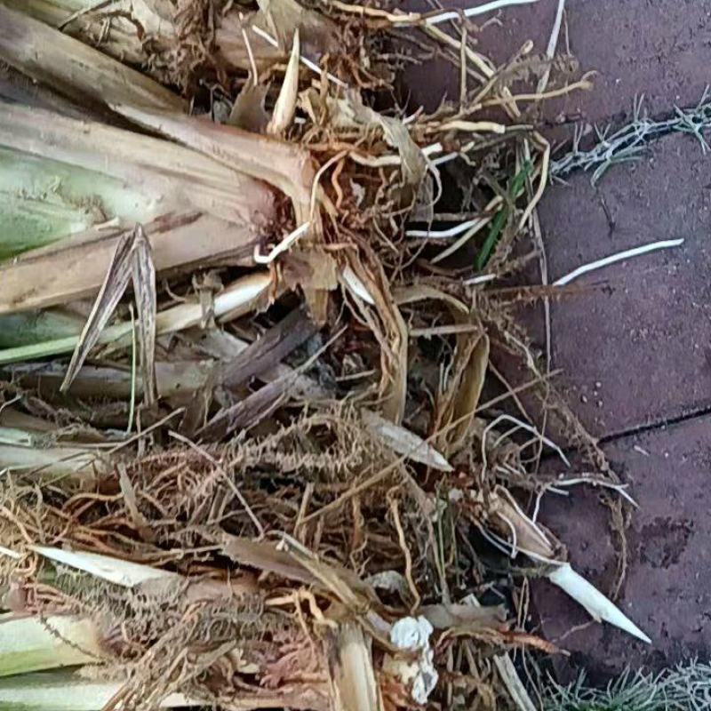 茭白苗老根专育培育新田美人茭白种老根纯度高，品质好，产量