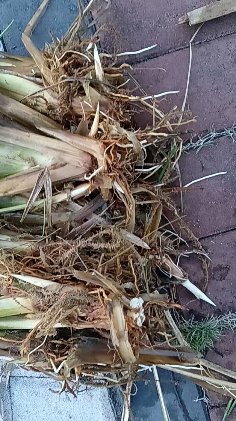 茭白苗老根专育培育新田美人茭白种老根纯度高，品质好，产量