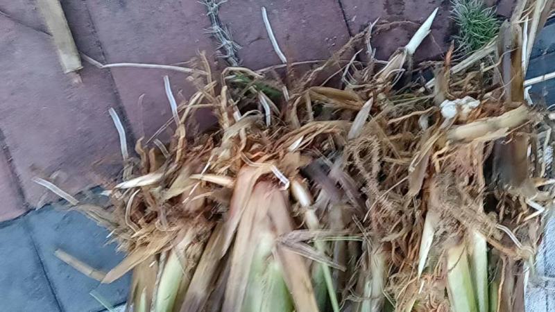 茭白苗老根专育培育新田美人茭白种老根纯度高，品质好，产量