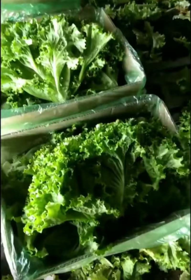 精品生菜，一手货源，品质保证，量大从优，欢迎咨询