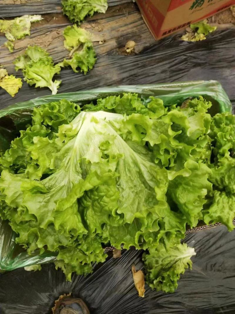 精品生菜，一手货源，品质保证，量大从优，欢迎咨询