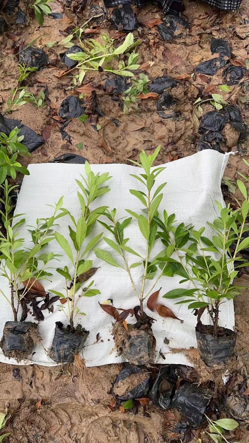毛娟苗大量供货品质保证成活率高，支持视频看货欢迎来电