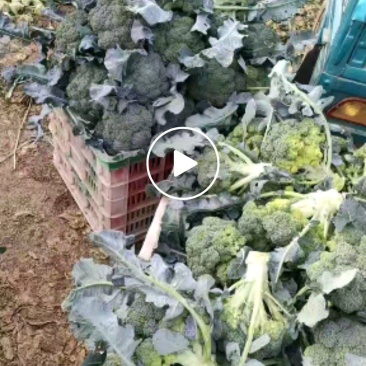 西兰花，白菜花，西红柿上市。需要联系。生姜上市，需要联系
