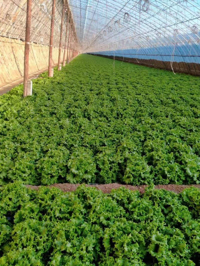 精品生菜，一手货源，品质保证，量大从优，欢迎咨询