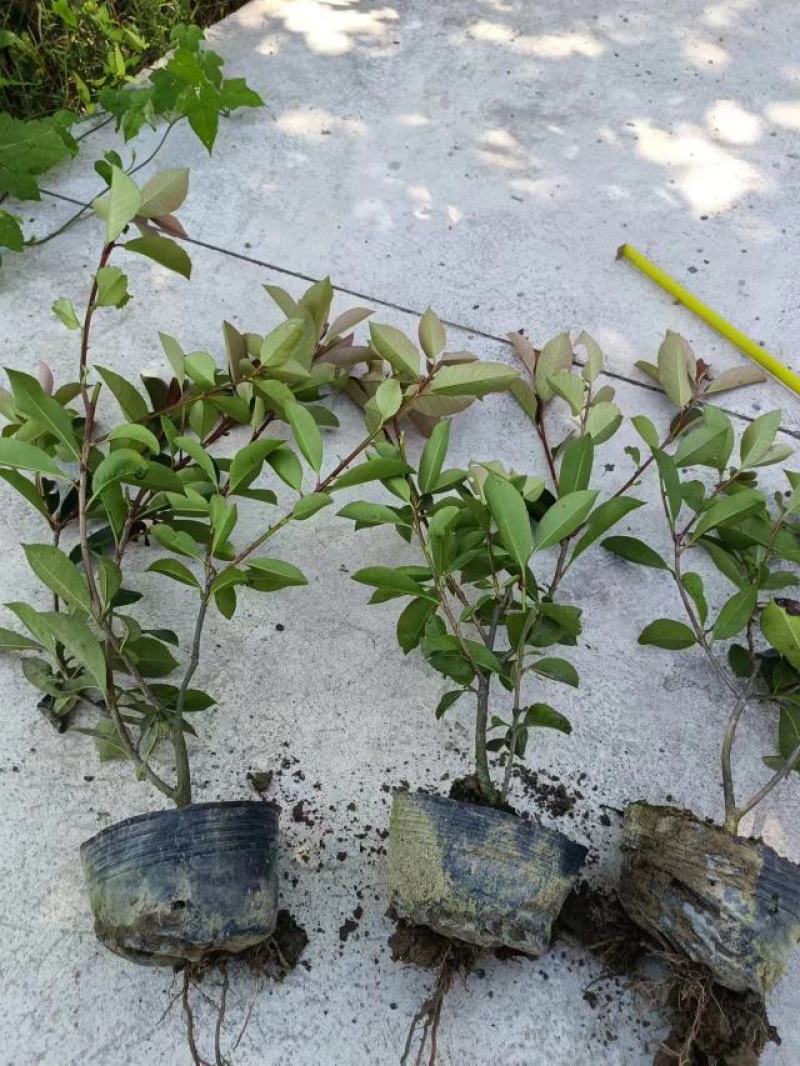 红叶石楠大小杯苗