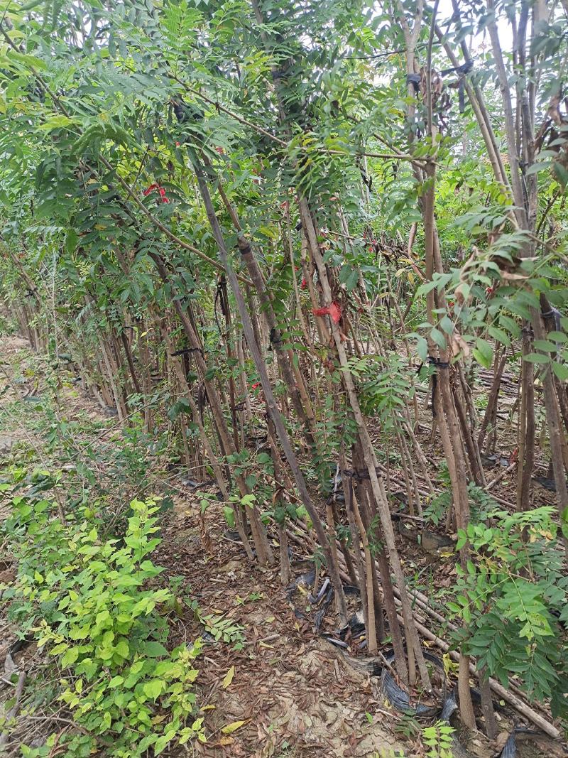 河南省周口市太康县广友园林十万棵黄连木基地