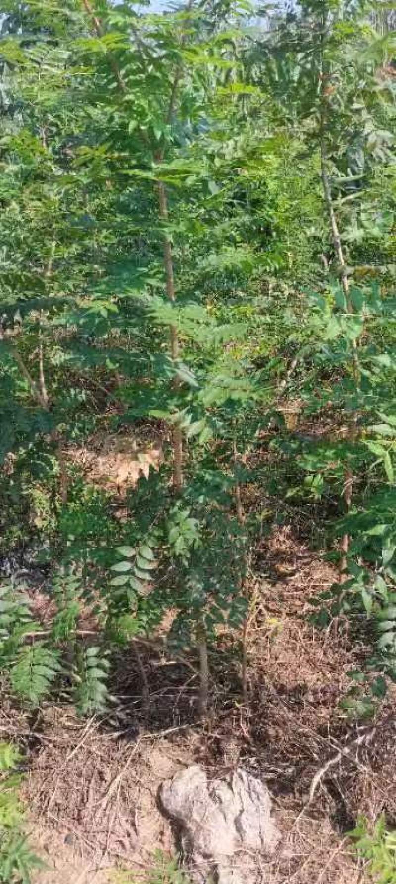 河南省周口市太康县万亩广友园林专业种植合作