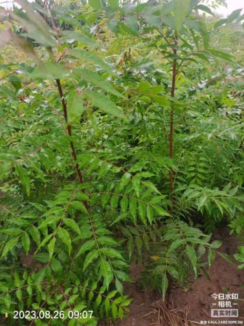 河南省周口市太康县万亩广友园林专业种植合作
