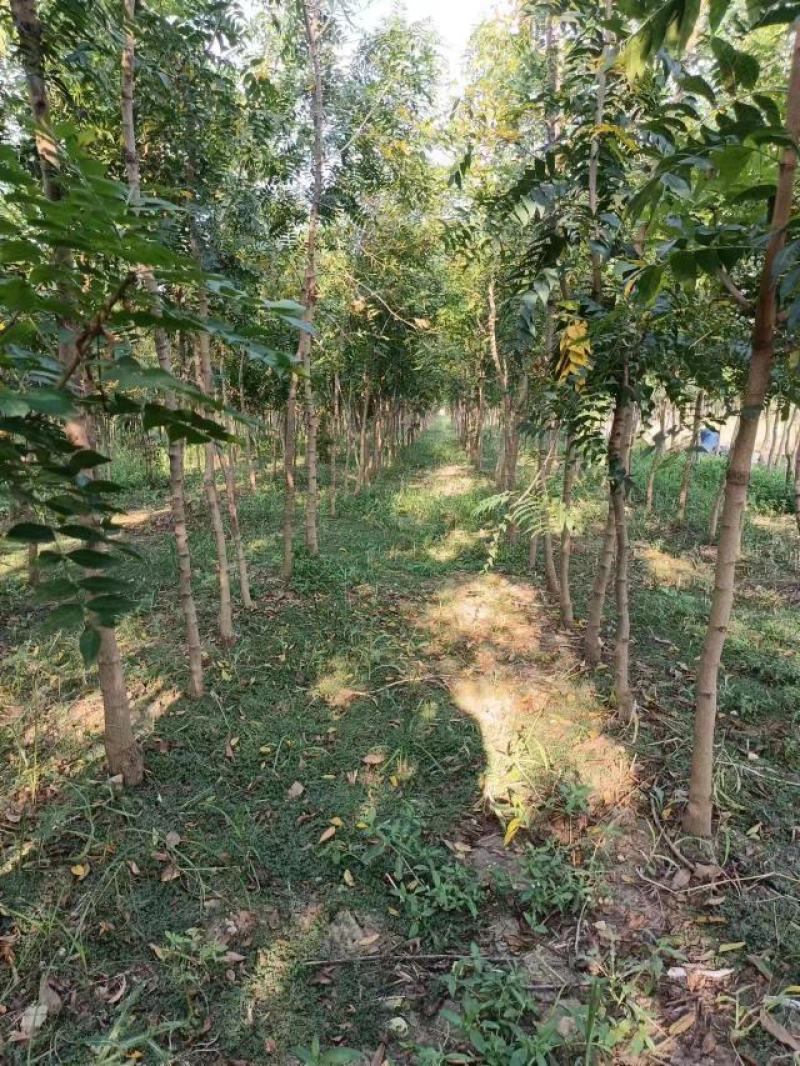 河南省周口市太康县万亩广友园林专业种植合作