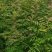 河南省周口市太康县万亩广友园林专业种植合作